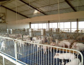 仔豬保育床價格與養豬設備生產廠家信息全解析