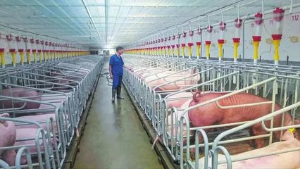 隨縣均川鎮 舞動農業“龍頭” 拓寬“共富”之路——聚焦現代化養豬設備的產業革新