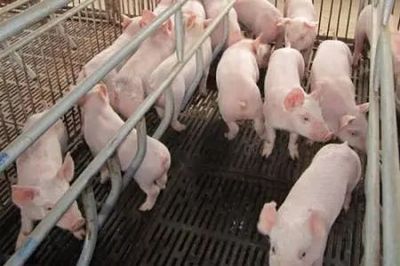 文山州出臺措施加快生豬生產發展，助力養殖戶實現“快點回家養豬”